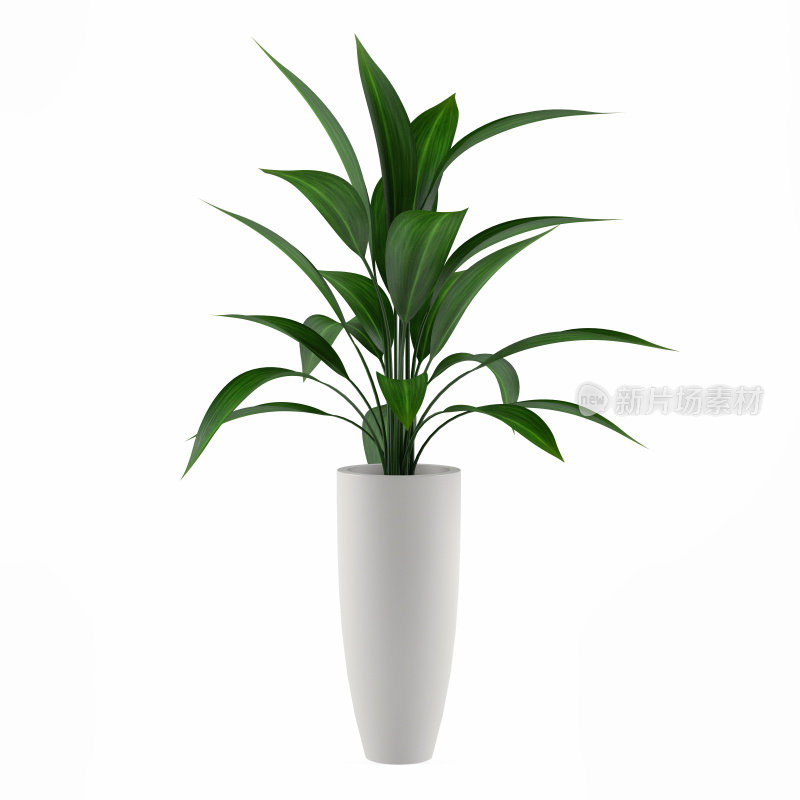 plant isolated in the pot